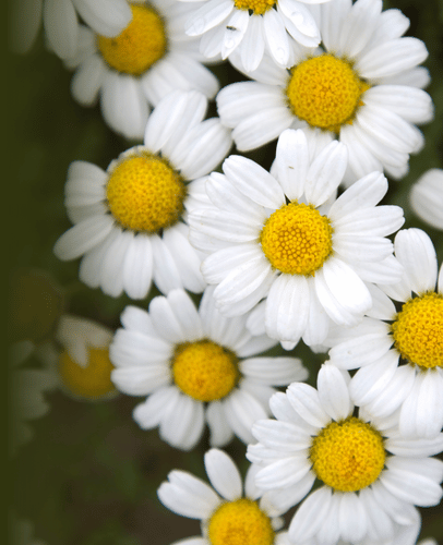 Default Image